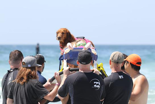 Surf Dog 2